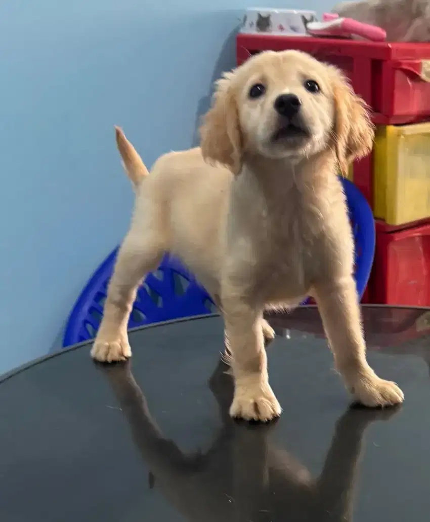 puppy golden retriever bigbone garansi 100% asli