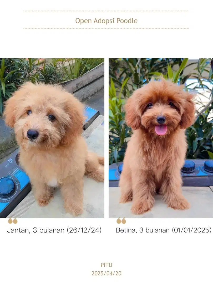 Open Adopsi Poodle