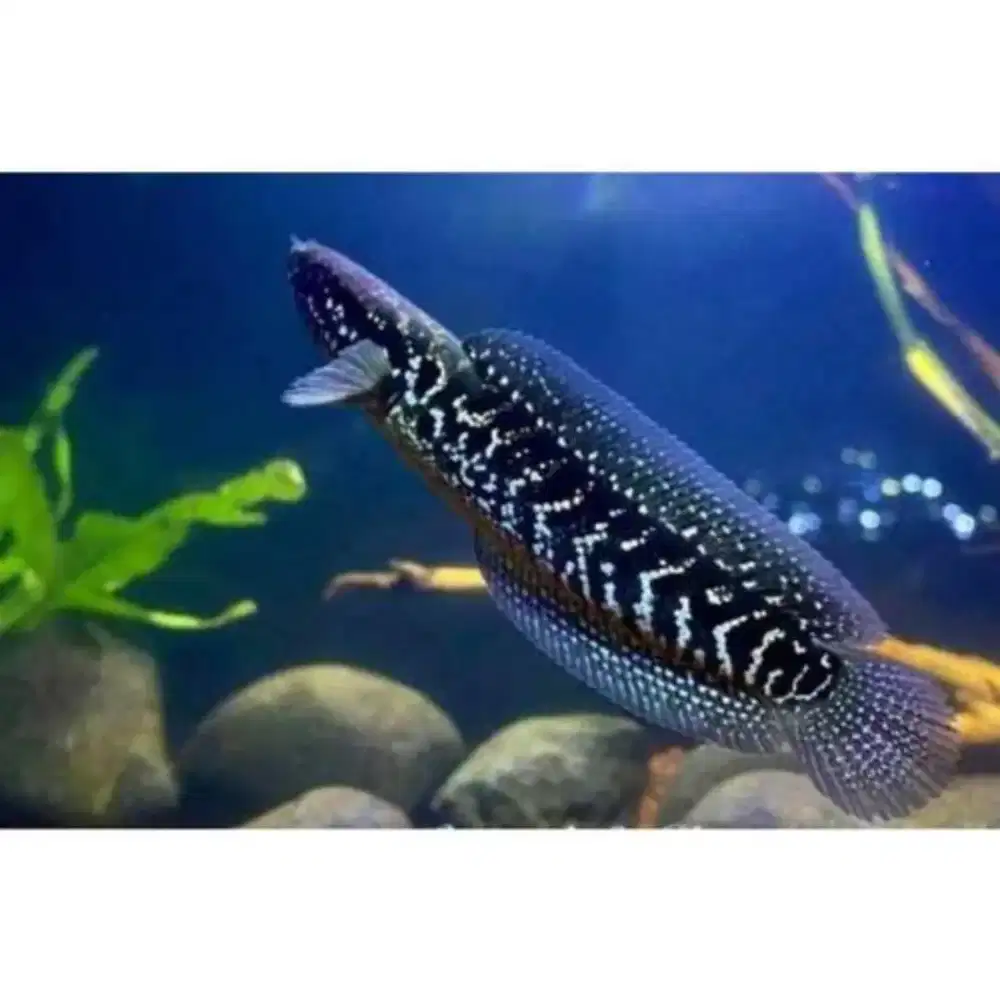 Ikan Chana Blue Pulcra