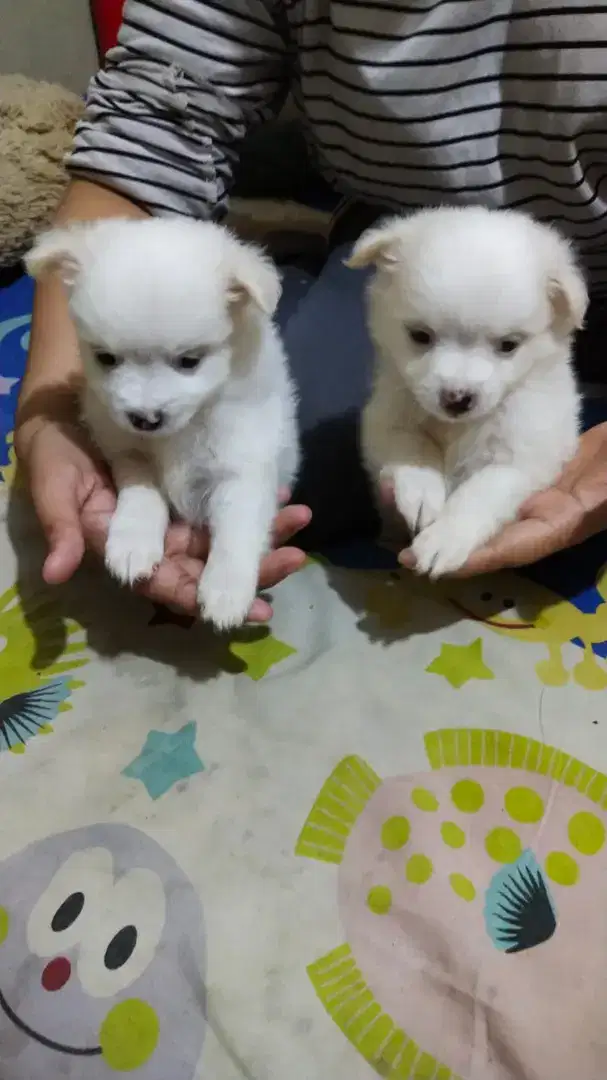 Anjing Shipom jantan