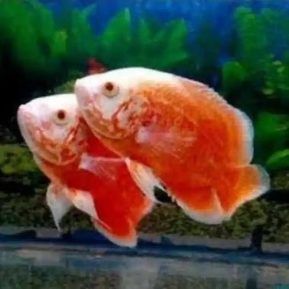 Ikan Oscar Red Chili