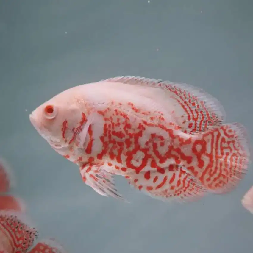 Ikan Oscar Nemo