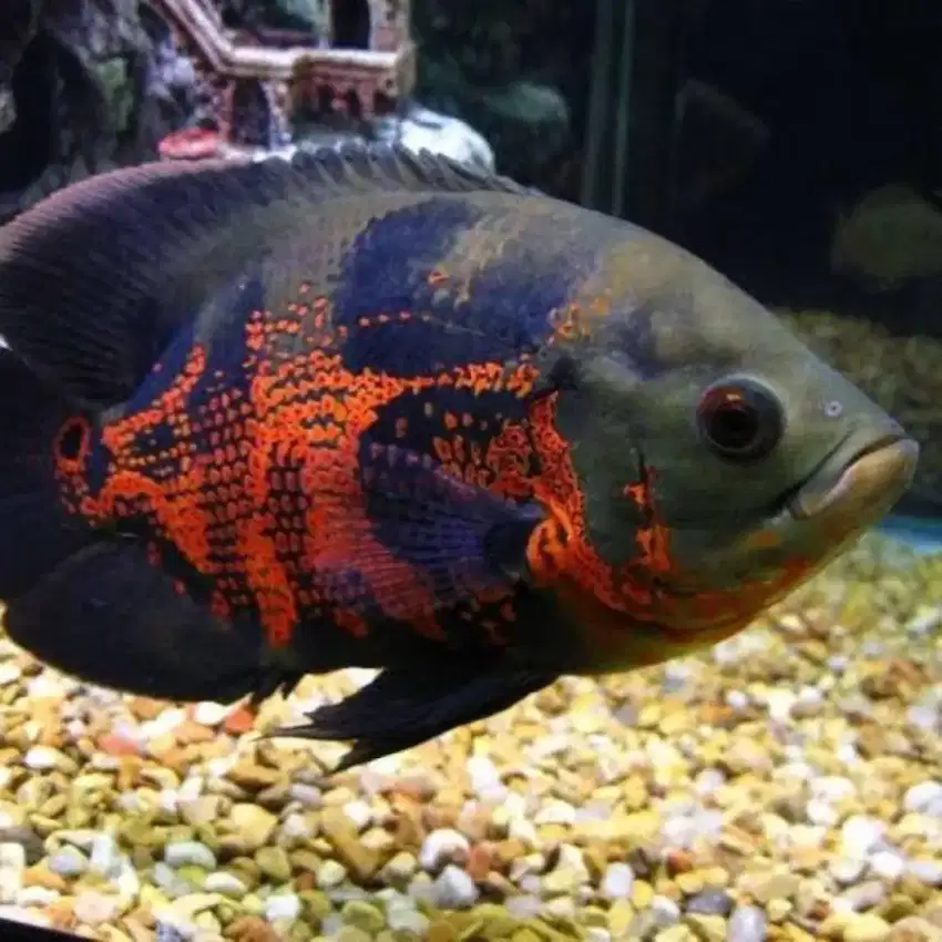 Ikan Oscar Tiger Batik