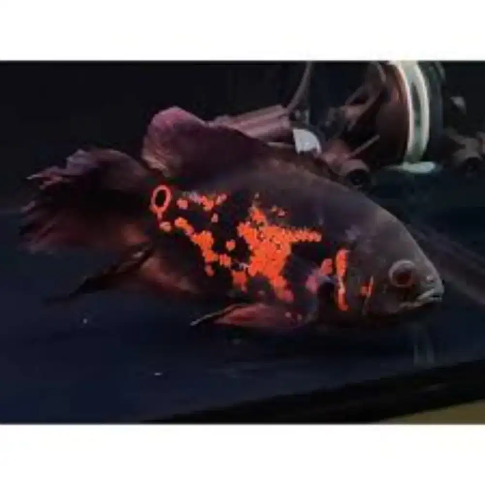 Ikan Oscar Tiger Slayer