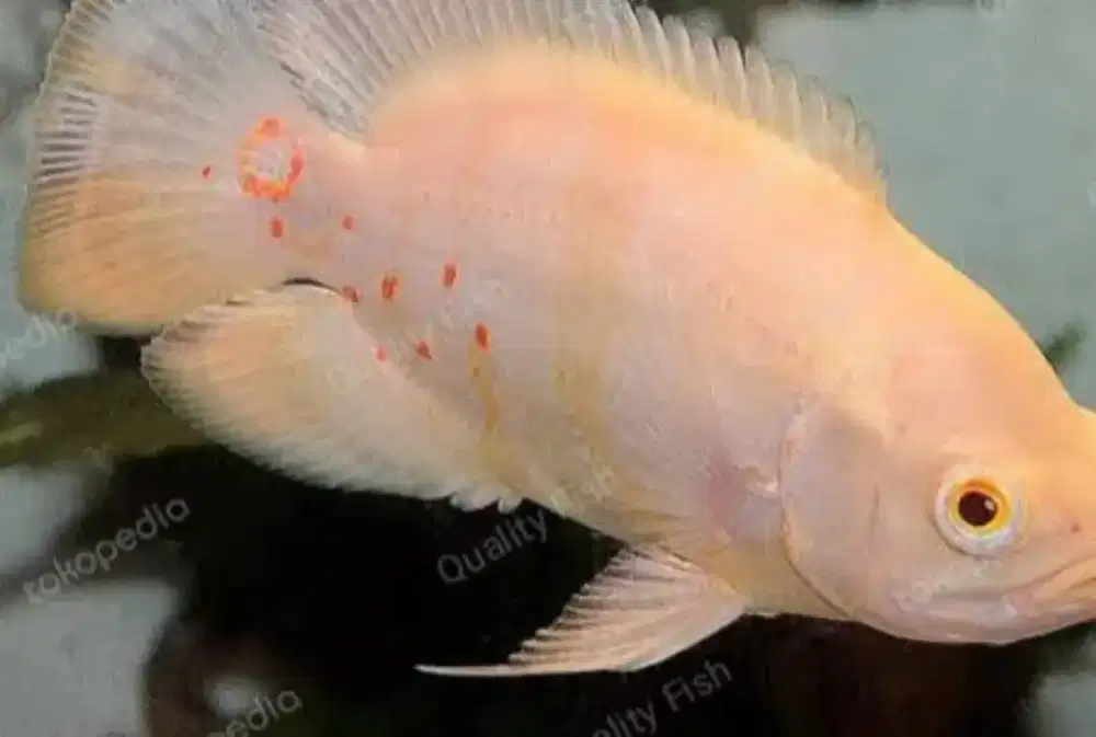 Ikan Oscar Albino