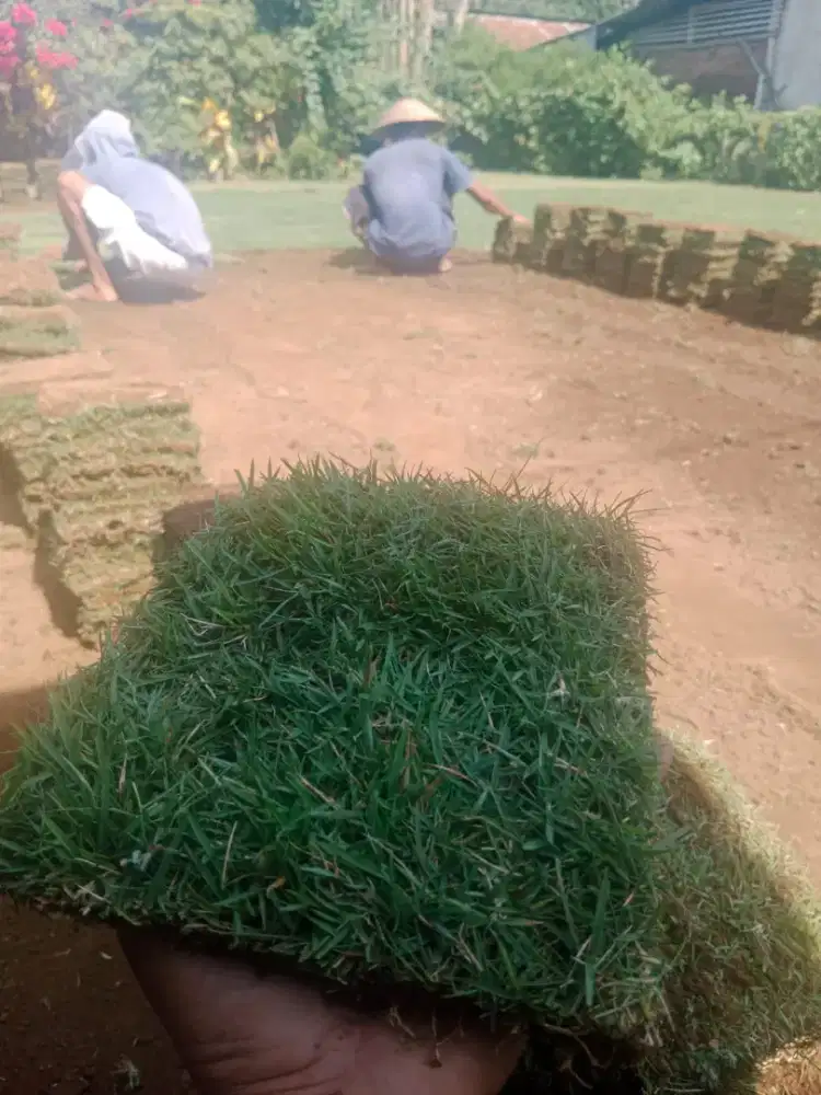 Jual rumput lapangan sepak bola kendal terbaik