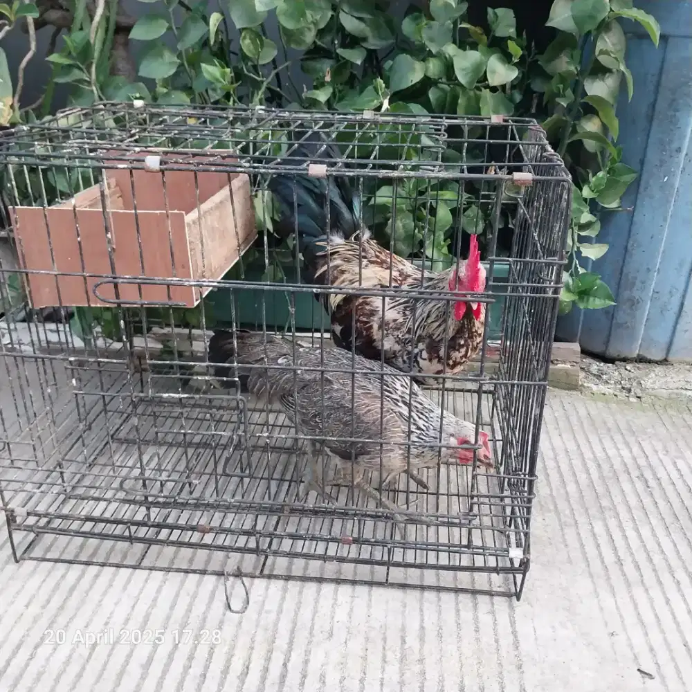 Dijual sepasang ayam ketawa bkn kandang burung,kucing,kelinci,