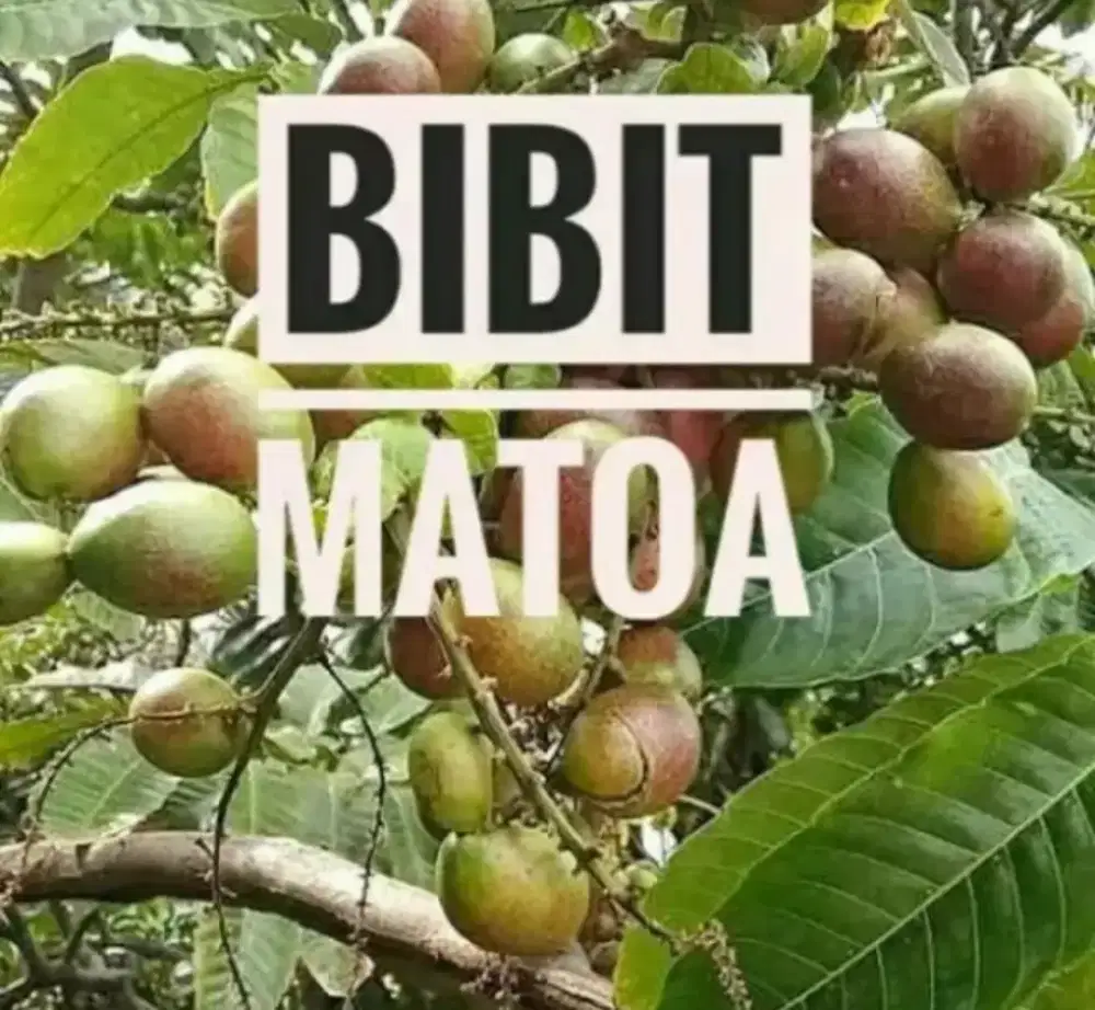 Matoa manis

Ready Stok

Bibit matoa manis