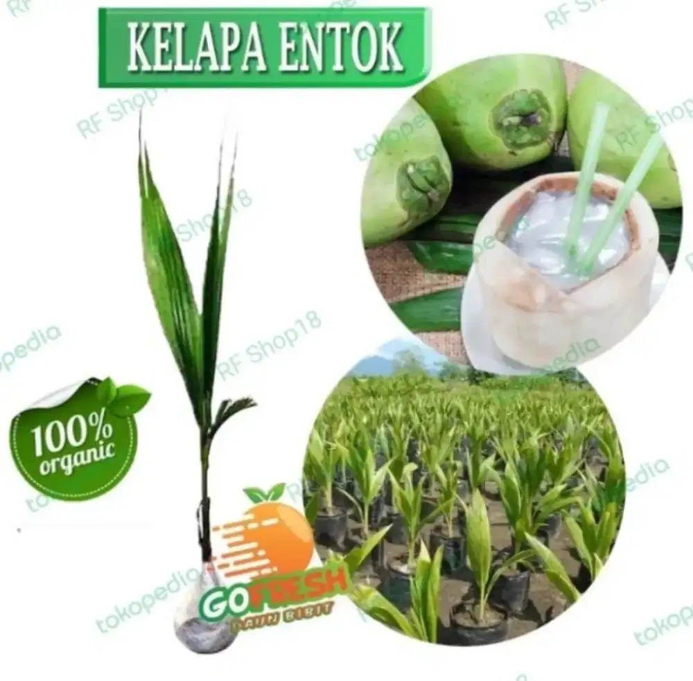 Bibit buah Kelapa Genjah Entog