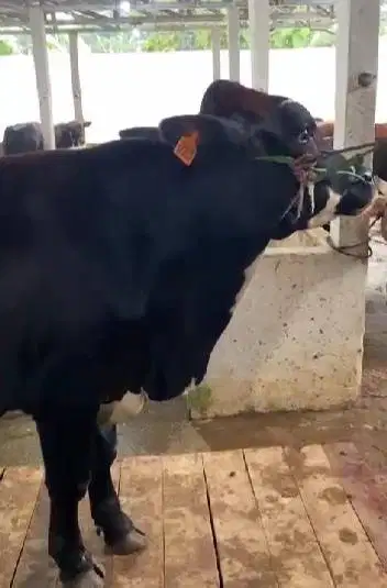 4 ekor sapi jantan 350kiloan 2 tahunan timbang real hidup jamin manteb