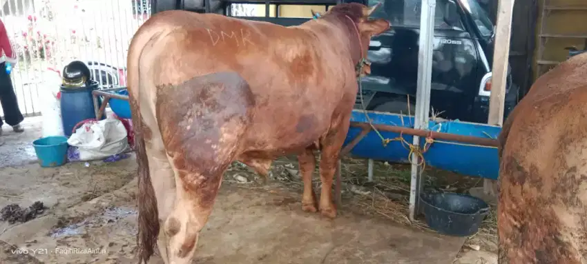 Sapi Simmental Super Si Jarot