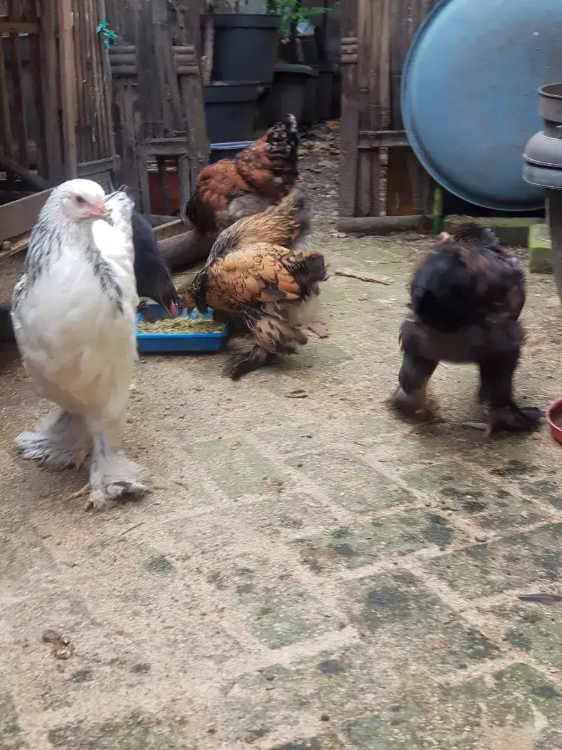 Ayam brahma Gold Leced 3bln