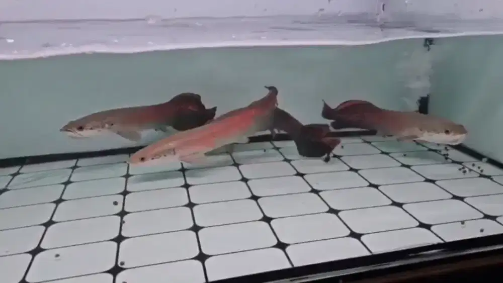 Paima super red lontong amazon