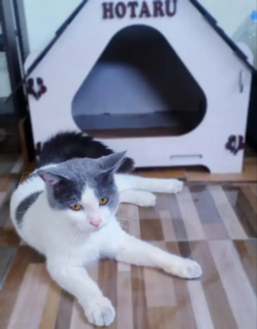 Kucing BSH jantan