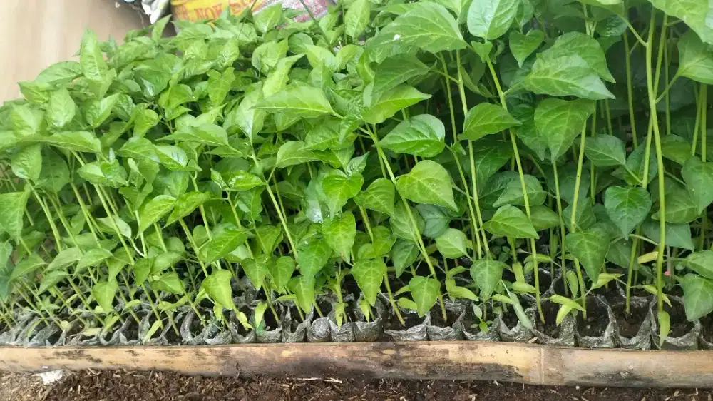Bibit Cabe merah dan rawit