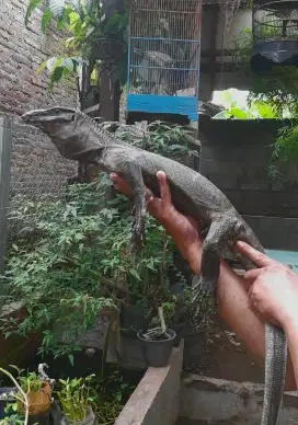 Roughneck Monitor jumbo