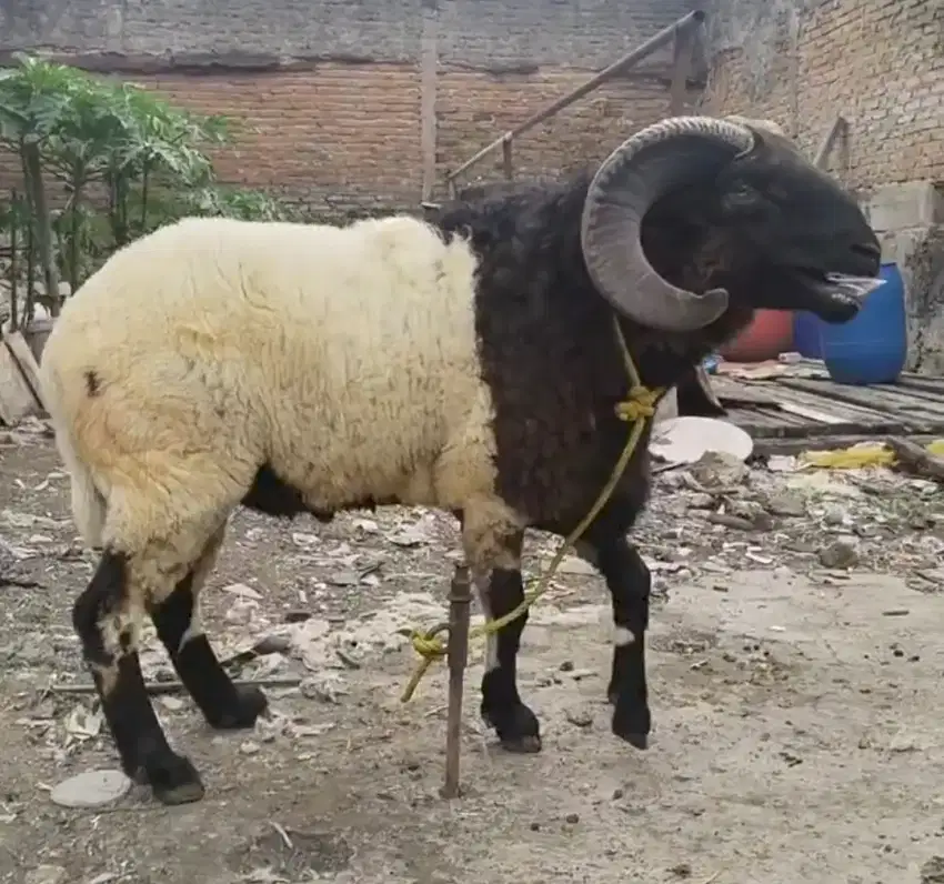Domba Qurban Sambung Kasep