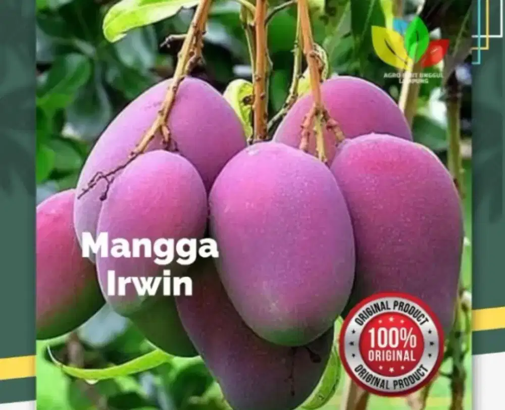 Bibit mangga irwin / ungu