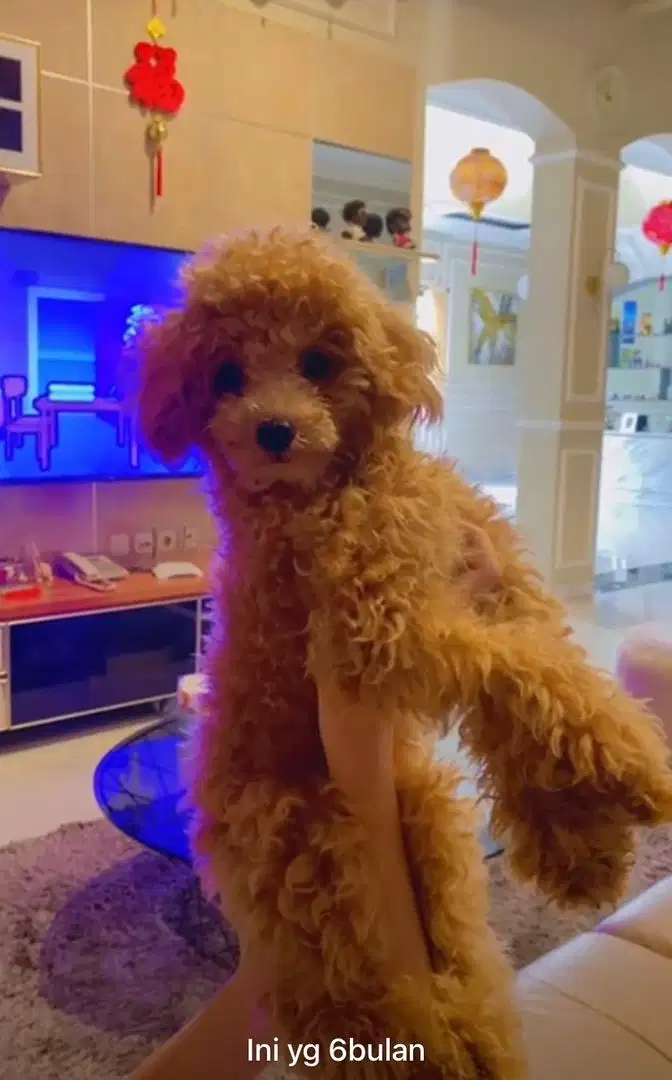 Poodle 6 bulan jantan