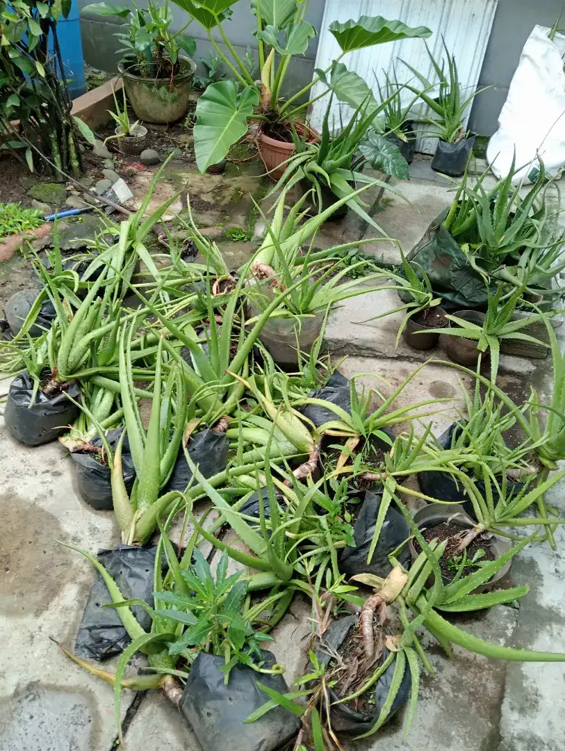 Hibah bibit lidah buaya