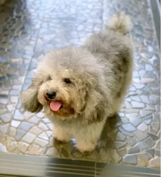 Open Stud Pacak Silver Short Body Toy Poodle