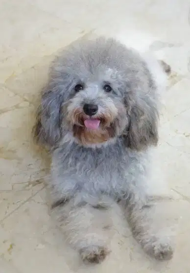 Open Stud Pacak Silver Short Body Toy Poodle