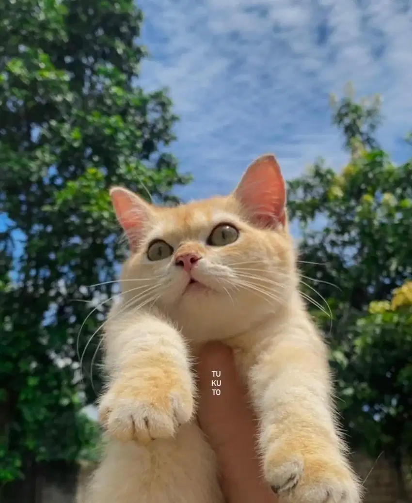 BSH X Scottish golden PED WCF