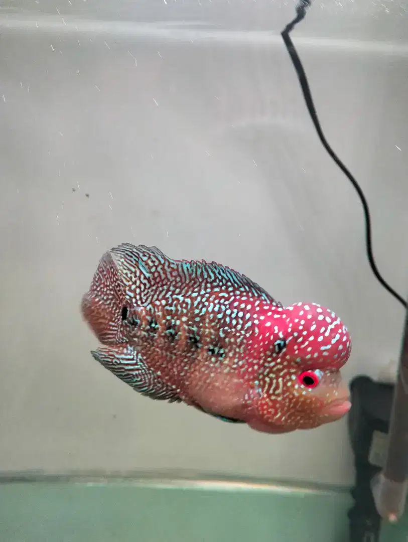 Louhan Cencu x Red Kamfa