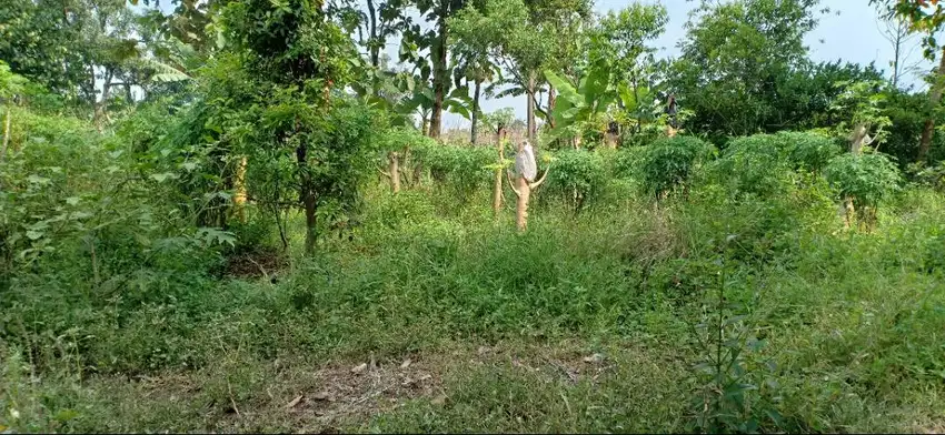 TURUN/NEGO-Dijual tanah kavling (hook), SHM, Dekat kampus IPB Dramaga