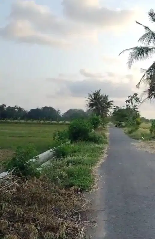 Tanah Tepi Jalan Aspal Strategis Di Jogja Barat