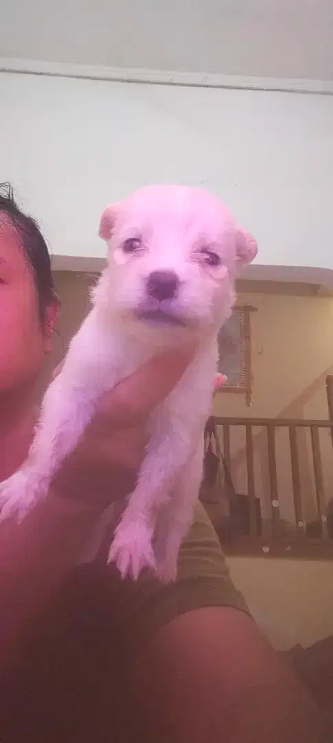 Anak anjing  Chihuahua betina badan kecil n pendek kecil