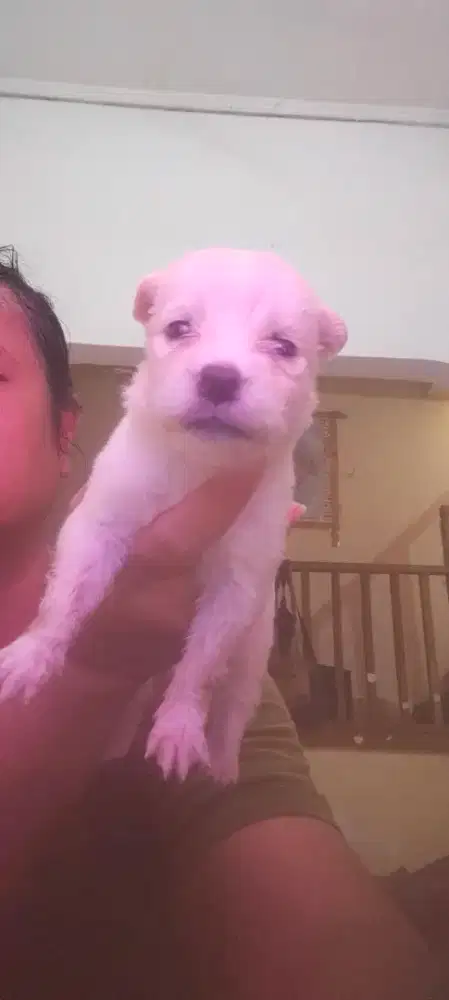 Anak Anjing mix Chihuahua betina