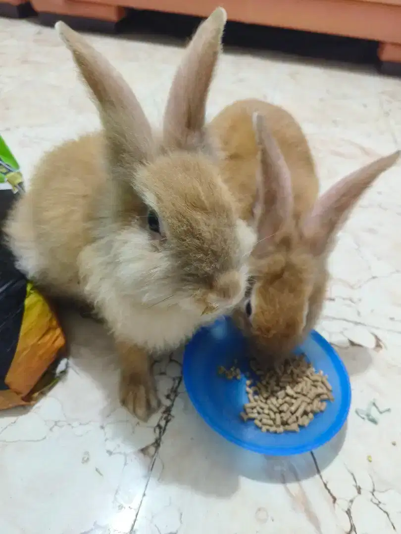 3 ekor Kelinci dewasa/rabbit lucu dan jinak
