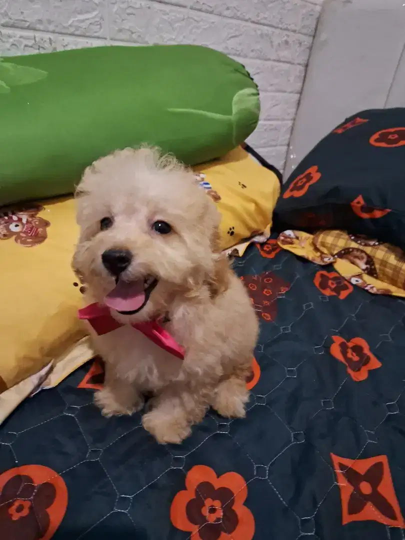 Toy poodle stbm bapaknya turunan import