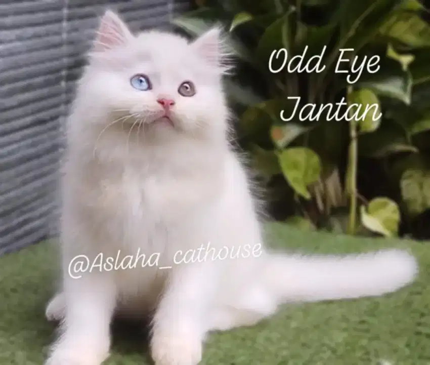 kucing anggora/kitten persia himalaya/kucing persia jantan