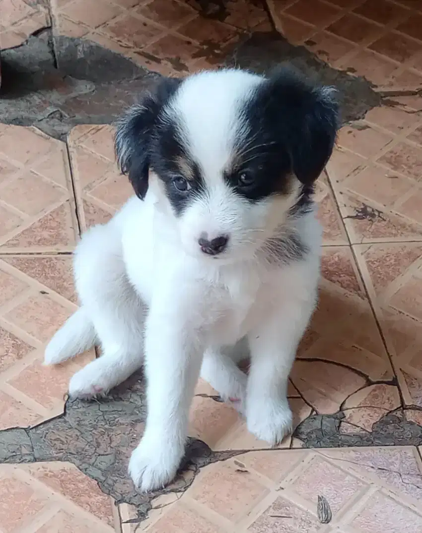 Anak Anjing Cakep imut Banget