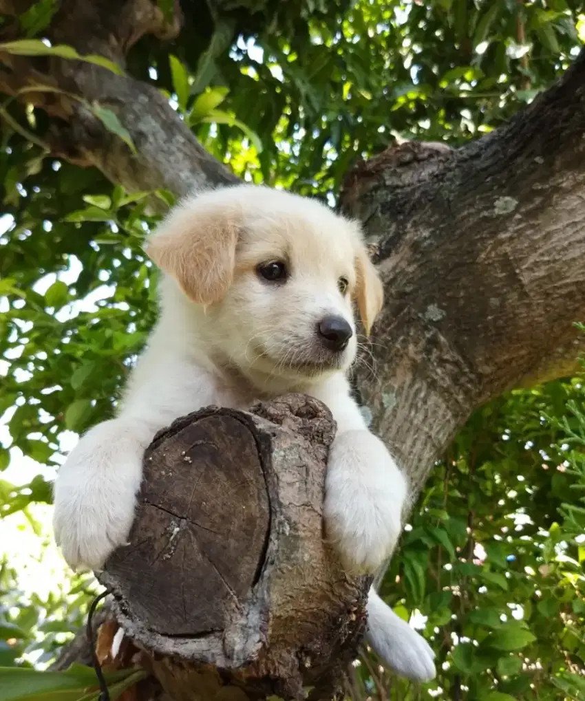 Anakan anjing lucu gemuk gemesin golden retriever mixbreed istimewa