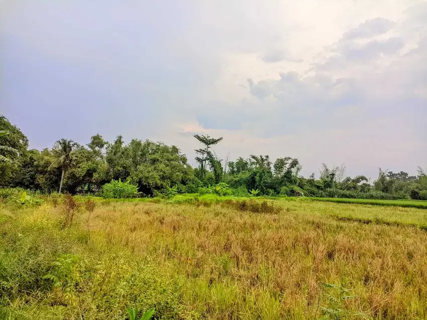TANAH GODEAN KM 7 VIEW SAWAH 2 JUTAAN/M