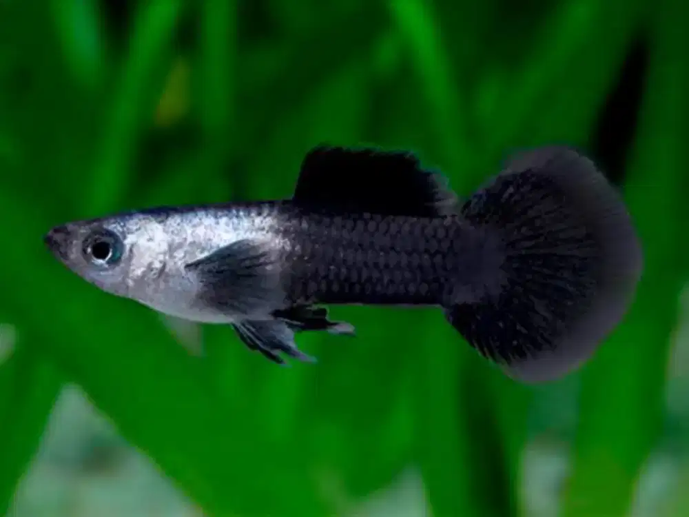 Ikan Guppy Panda