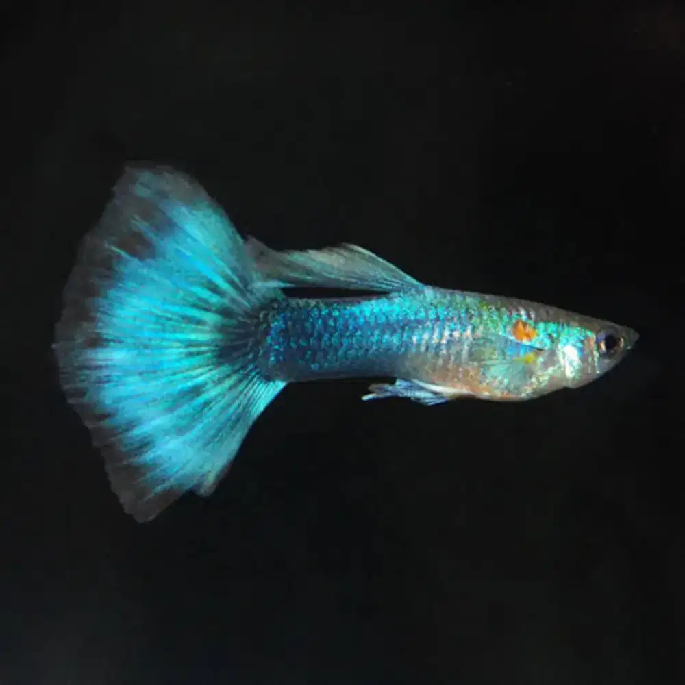 Ikan Guppy Neon