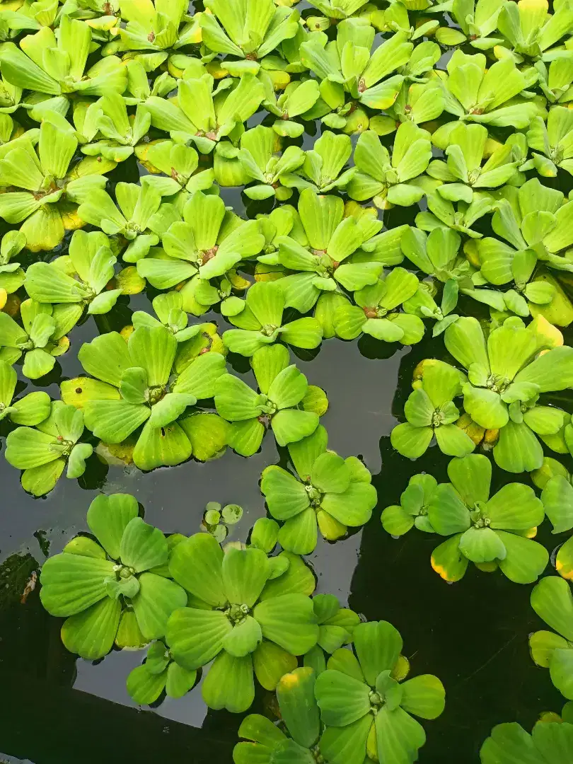 Apu Apu  tanaman air aquascape kolam