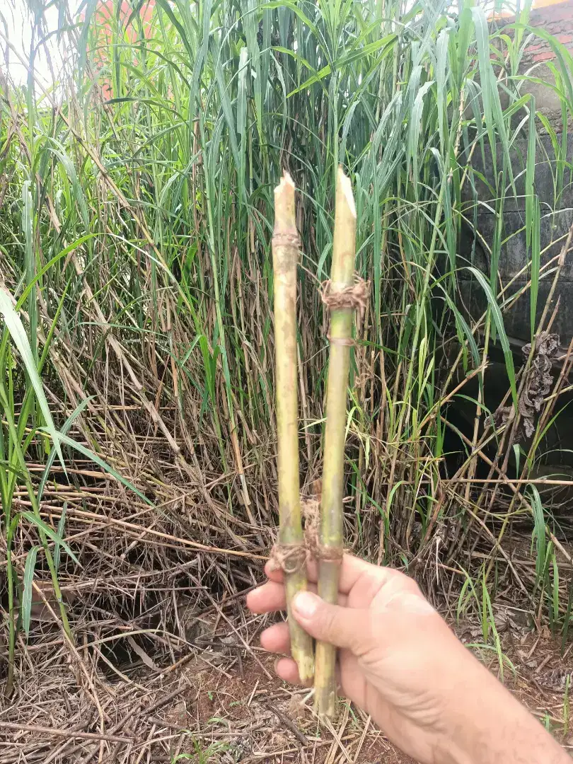 king grass aka raja rumput utk pakan sapi