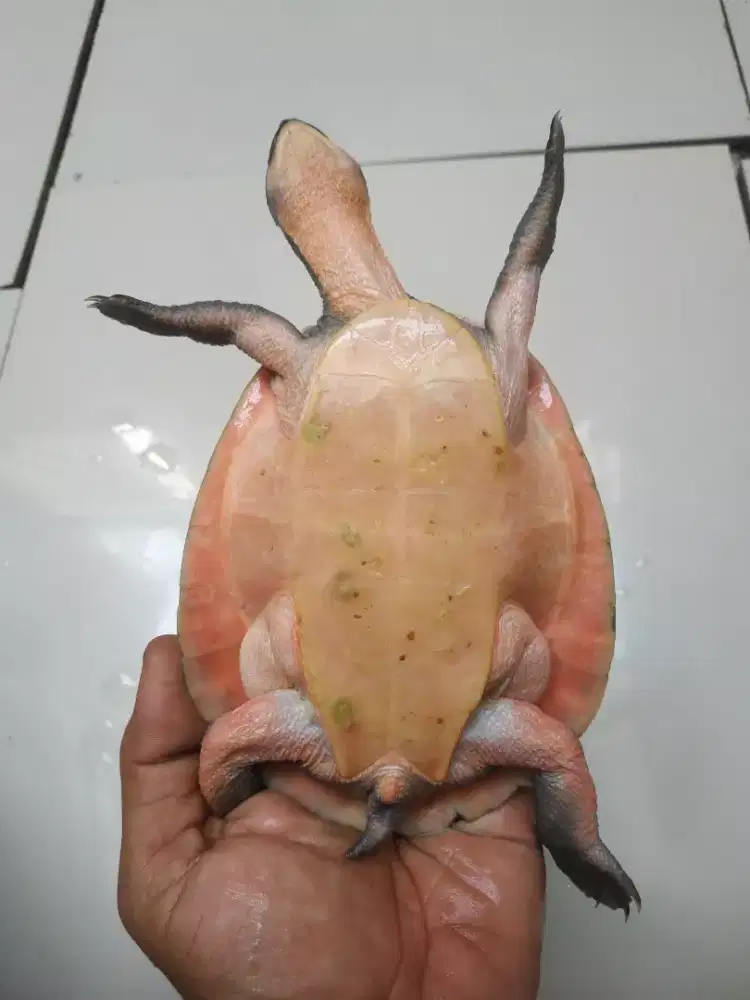 Kura Dada Pink Betina