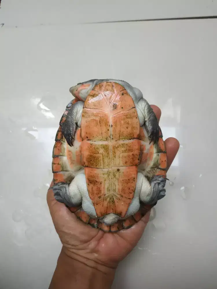 Kura Kura Dada Merah Betina