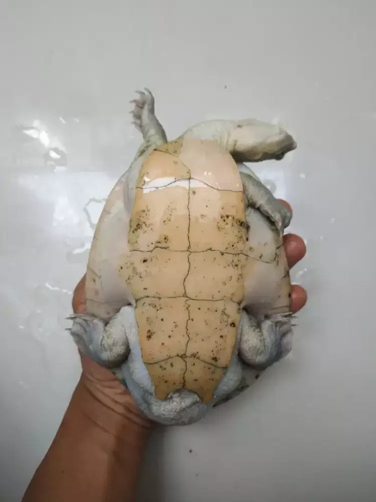 kura Kura Dada Putih Jantan