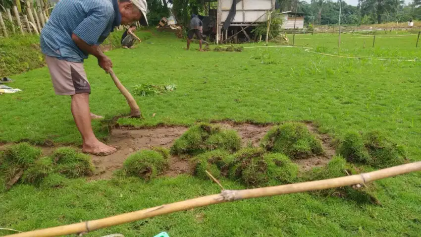 Rumput jepan/ suwis