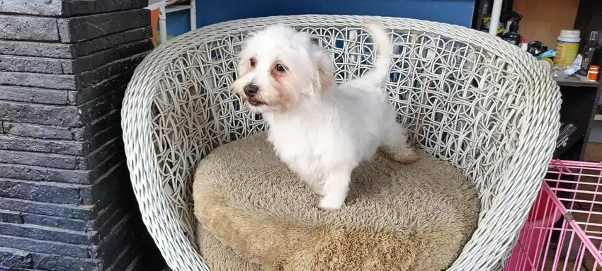 Indukan Maltese