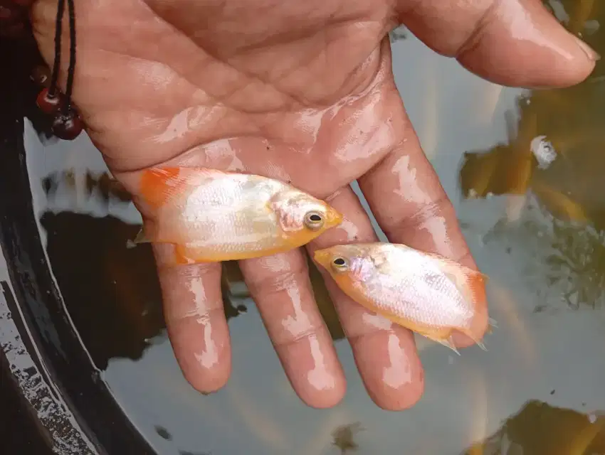 Jual bibit ikan gurame Padang ikan Redy yg minatWA