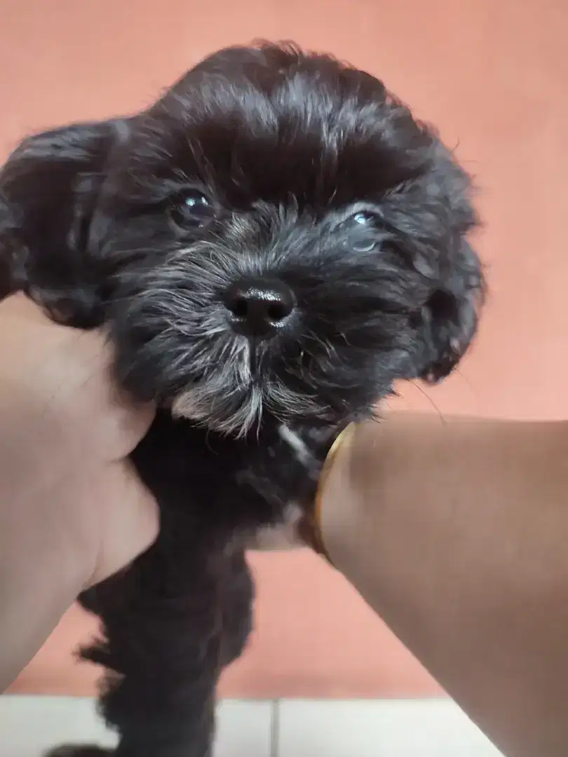 Dijual Anak Anjing Shipoo (Shitzu Poodle) Usia 2bln