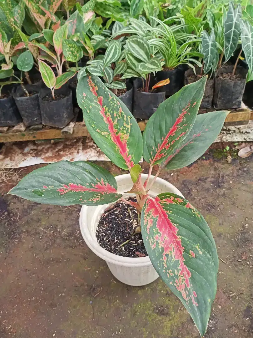 Aglonema Red Kochin